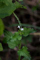 Priva flabelliformis