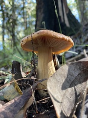Cortinarius sinapicolor