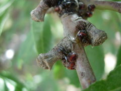 Parthenolecanium corni