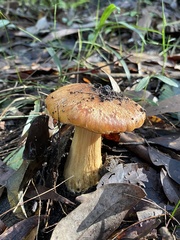 Cortinarius sinapicolor