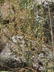 Asphodeline brevicaulis
