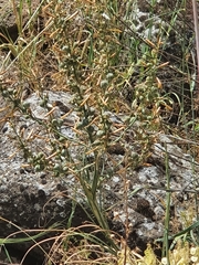 Asphodeline brevicaulis