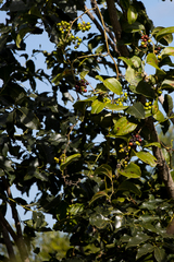 Smilax anceps