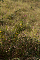 Syncolostemon rotundifolius