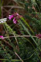 Syncolostemon rotundifolius