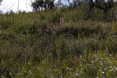 Syncolostemon rotundifolius