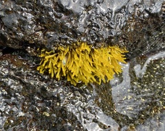 Ahnfeltiopsis concinna