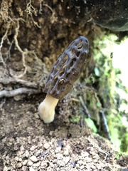 Morchella norvegiensis