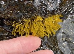 Ahnfeltiopsis concinna