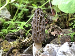 Morchella norvegiensis