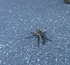 Eutolmus rufibarbis
