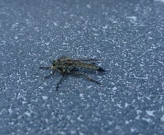 Eutolmus rufibarbis