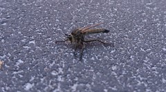 Eutolmus rufibarbis