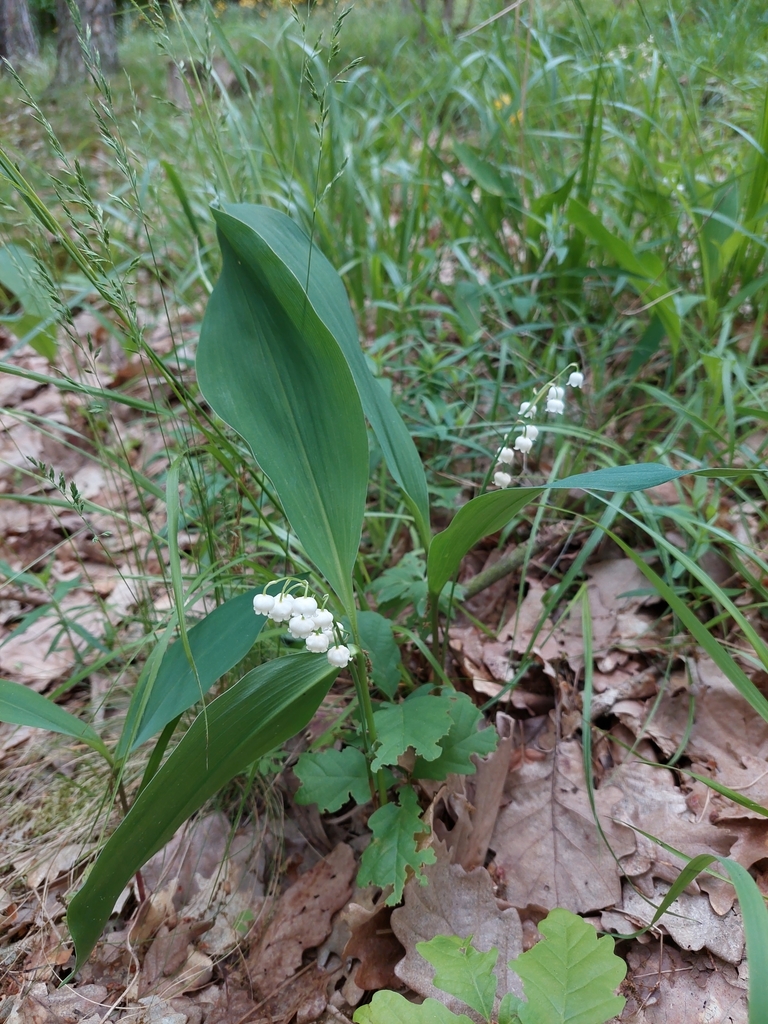 Convallaria majalis, Křivoklát 241, 270 23 Křivoklát, Česko
