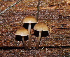 Mycena tuvara