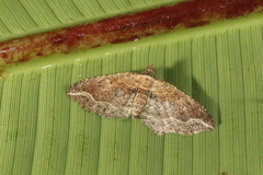 Orthonama corteza