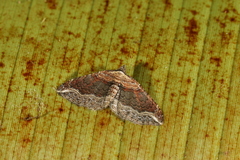 Orthonama corteza