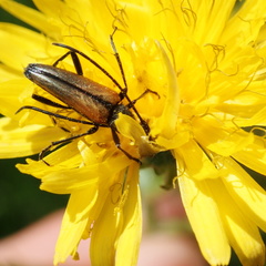 Stenurella melanura