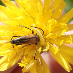 Stenurella melanura