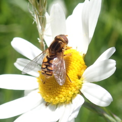 Parhelophilus