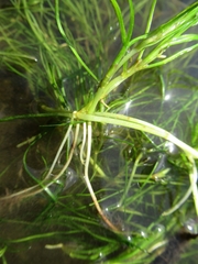 Zannichellia palustris