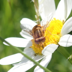 Parhelophilus