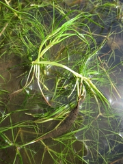 Zannichellia palustris