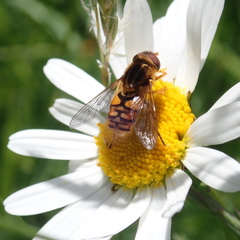 Parhelophilus