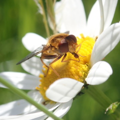 Parhelophilus