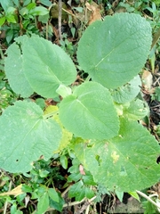 Magnoliopsida