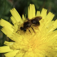 Andrena fulvago