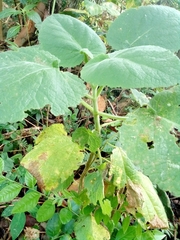 Magnoliopsida