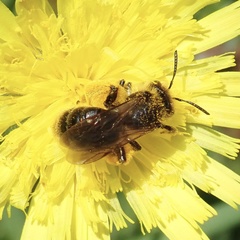 Andrena fulvago