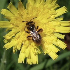 Andrena fulvago