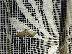 Eupithecia haworthiata