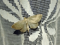 Philereme vetulata