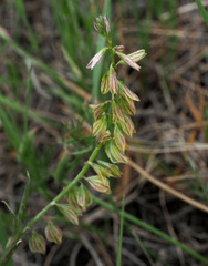 Polygala monspeliaca