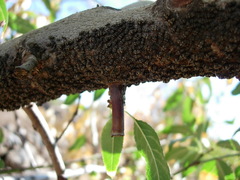 Pterochloroides persicae