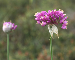 Allium carmeli