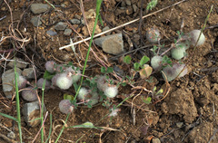 Trifolium pauciflorum