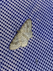 Hydrelia sylvata