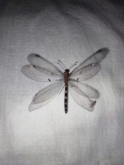 Megistopus flavicornis