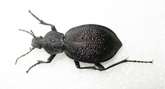 Carabus scabrosus tauricus