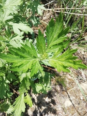 Artemisia vulgaris