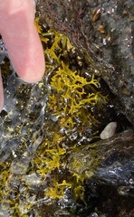 Ahnfeltiopsis concinna