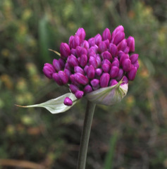 Allium carmeli