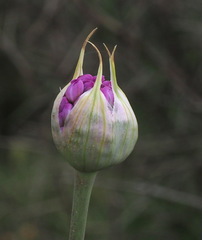 Allium carmeli