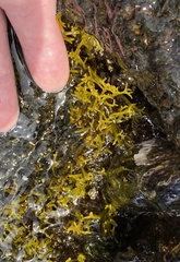 Ahnfeltiopsis concinna