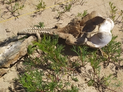 Tursiops truncatus ponticus