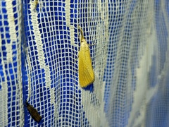 Pseudobissetia terrestrellus